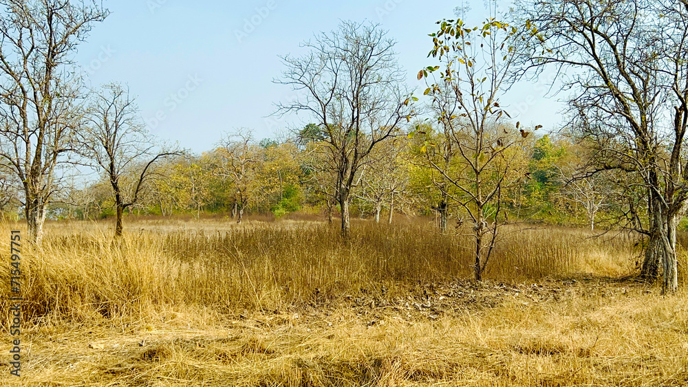 Fototapeta premium nature background photoshoot without filters