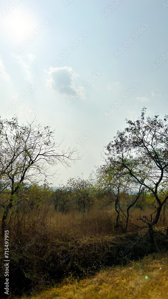 nature background photoshoot without filters