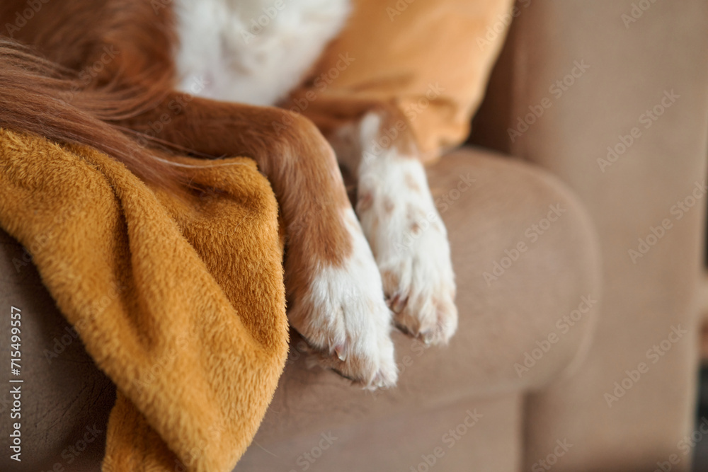 Obraz premium dog paws lounges on a couch, draped over a golden throw pillow, embodying comfort and tranquility. 