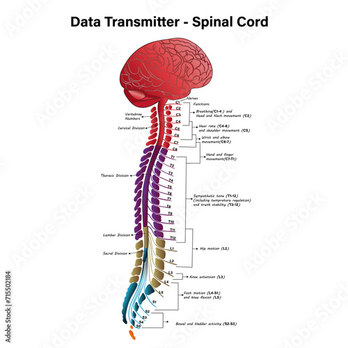 Diagram of Spinal Cord, Structure of the Spinal Cord, data transmitter spinal cord, Spinal Cord – Anatomy, Structure, Function, and Spinal Cord Nerves photo
