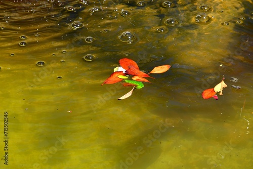 petites feuilles multicolores vertes, oranges, rouges, jaunes flottant à la surface d'une petite fontaine formant un bouquet avec son eau verte et ses bulles dans le petit village de Montpeyroux