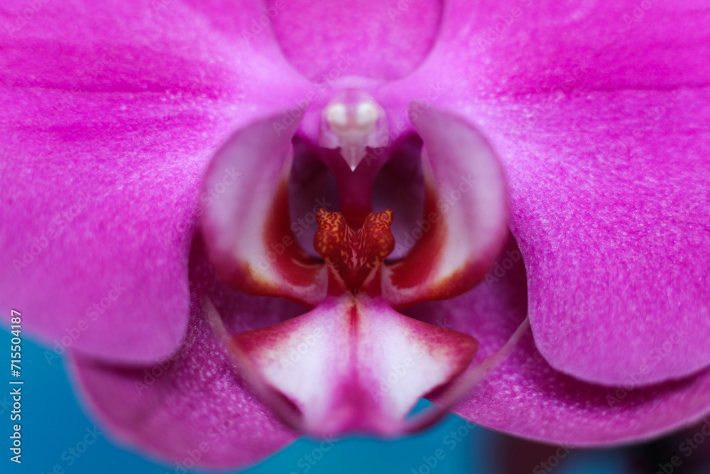 macro shot of a beautiful orchid flower macro shot of a beautiful orchid flower