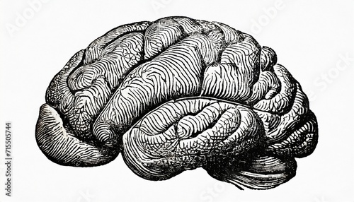 human brain antique engraved illustration from brockhaus konversations lexikon 1908 photo
