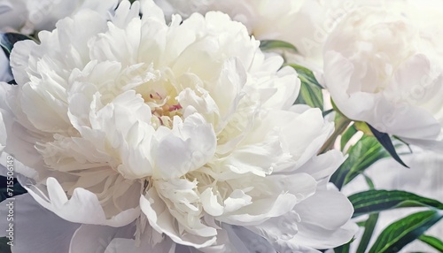 white peony flower petals macro floral background for holiday brand design © Heaven