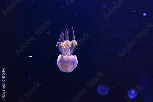 underwater photography of beautiful flame jellyfish rhopilema esculentum