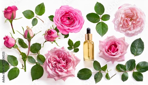 set collection of beautiful pink roses flowers buds and leaf isolated over a transparent background cut out floral perfume essential oil or garden design elements top view flat lay png
