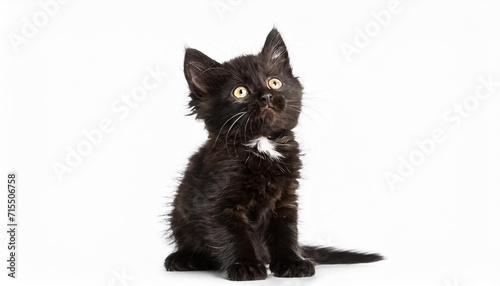 a little black kitten sitting on its hind legs kitty looks to the side and up