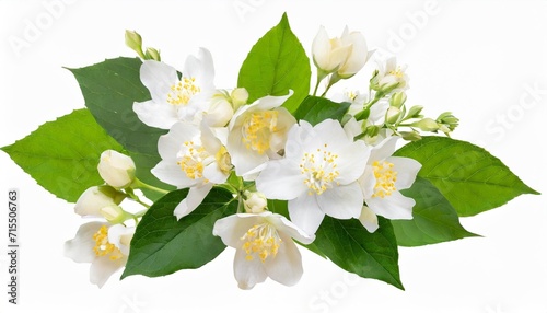 jasmine flowers and leaves in a floral arrangement isolated on white or transparent background