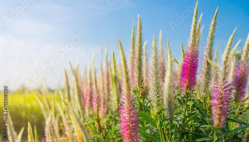 colorful grass flower in soft and blur style for background