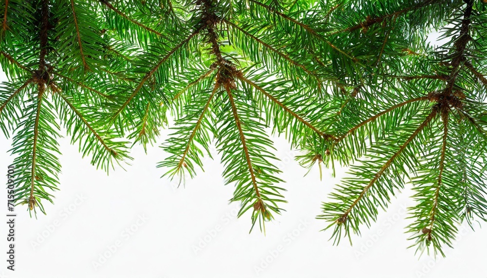 green fir tree isolated on white background vector eps 10