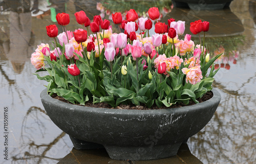 Colorful tulips flowers in the pond in front of the Rijksmuseum in Amsterdam. Netherlands photo