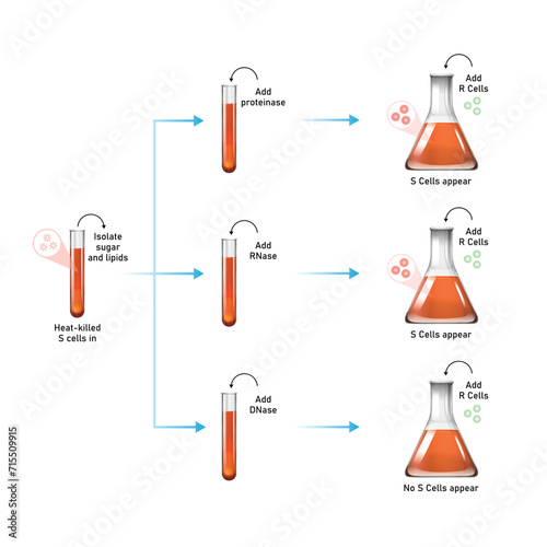 Avery MacLeod McCarty Experiment Scientific Design. Vector Illustration.