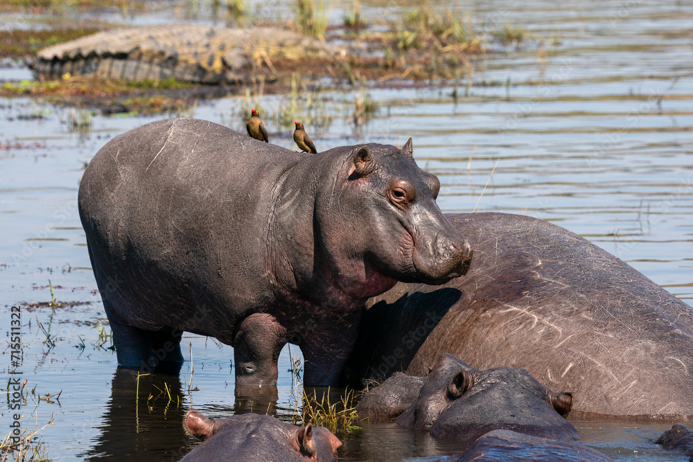 Hippopotamus (Hippopotamus amphibius) in the river Chobe, Chobe National Park, Botswana Hippopotamus (Hippopotamus amphibius) in the river Chobe, Chobe National Park, Botswana