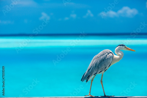 Grey heron in the blue lagoon, The Maldives photo