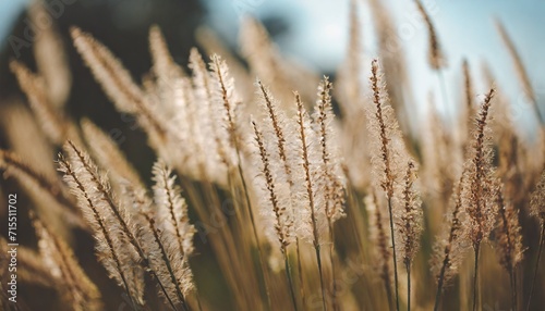 vintage autumn grass flower close up