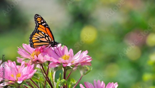 lovely monarch butterflies on pink flowers in a fairy garden summer spring background © Trevin