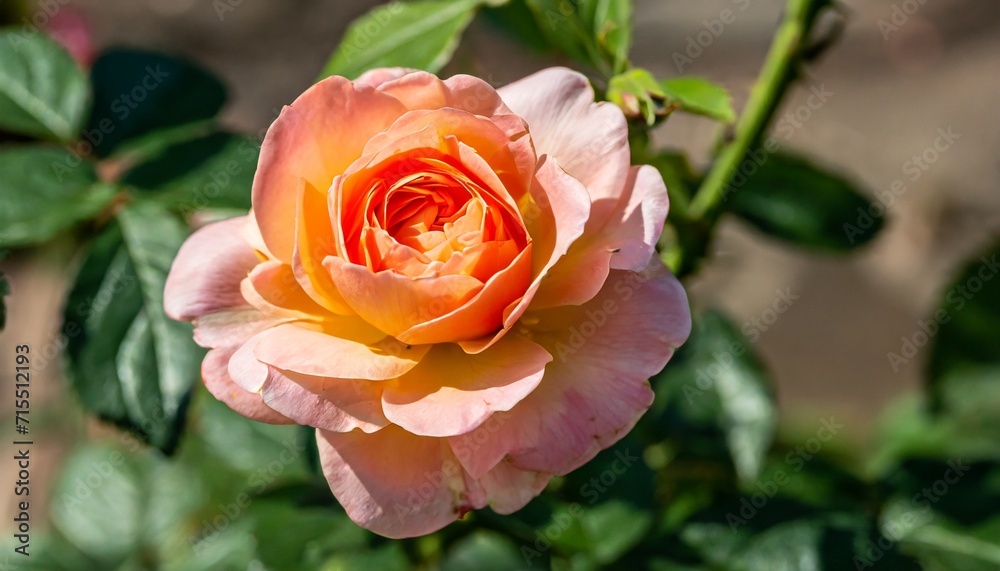 peach flower peach flower