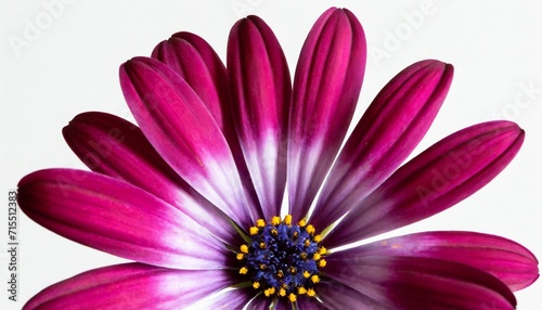 purple cape marguerite african daisy blossom isolated on white background