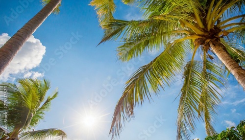 a view of the sky with coconut trees in bright sunshine look up to the top