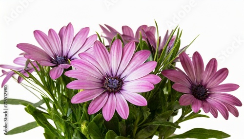 purple cape marguerite african daisy blossom isolated on white background