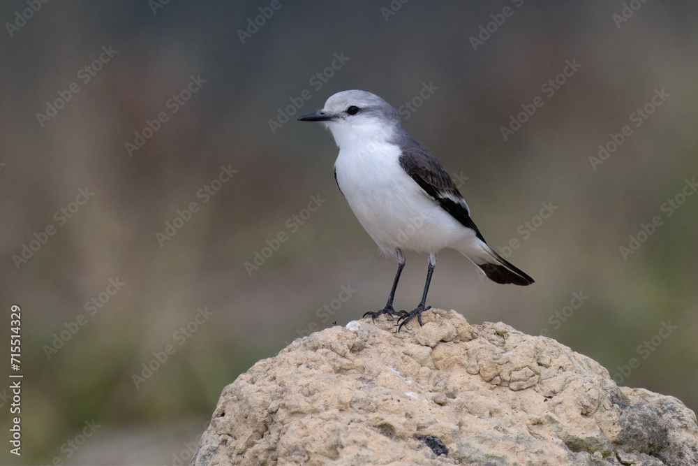 White-rumped Monjita (Xolmis velatus), Serra da Canastra National Park, Minas Gerais, Brazil White-rumped Monjita (Xolmis velatus), Serra da Canastra National Park, Minas Gerais, Brazil