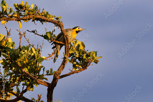 Campo Flicker (Colaptes campestres) perched on a branch, Serra da Canastra National Park, Minas Gerais, Brazil photo