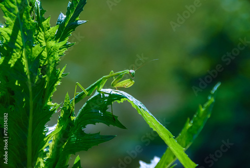 Mimicry in nature, a predatory green mantis, unnoticeable on green plants photo