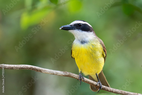 Great Kiskadee (Pitangus sulphuratus), Serra da Canastra National Park, Minas Gerais, Brazil photo