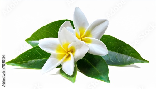3d rendering of star jasmine isolated
