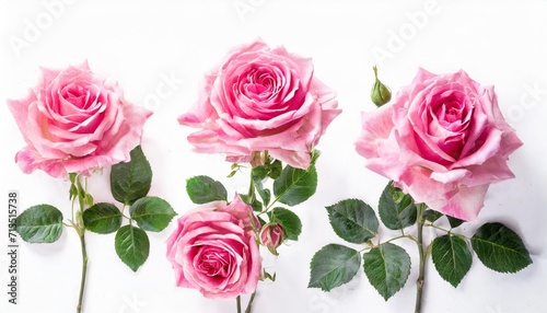 set of pink roses isolated on the white background © Trevin