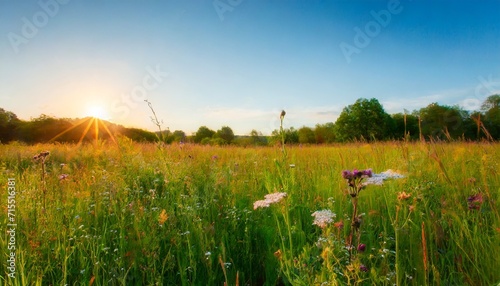 beautiful wildflowers on a green meadow warm summer evening with a bright meadow during sunset grass silhouette in the light of the golden setting sun beautiful nature landscape with sunbeams