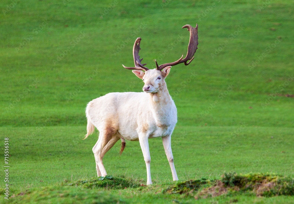 Fallow deer at Knole House, near Sevenoaks. Kent, England Fallow deer at Knole House, near Sevenoaks. Kent, England