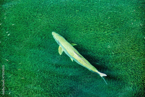 Tarpon (Megalops Atlanticus) chasing fry in Bailey's Bay, Bermuda, Atlantic photo