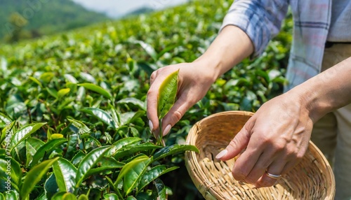 picking tip of green tea leaf with a bamboo basket by human hand on tea plantation hill during early morning closeup of woman s hands keep tea leaf photo