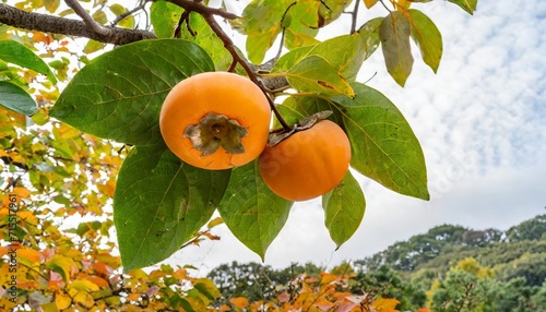 two ripe fruit of asian or japanese persimmon diospyros kaki cultivar ichi ki kei jiro and a fall leaf hanging on a tree isolated photo