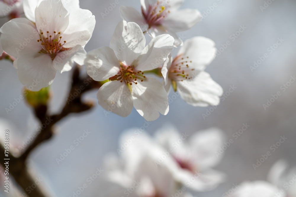 cherry tree flowers cherry tree flowers
