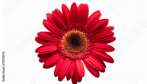 red gerbera flower head isolated on white background closeup gerbera inr without shadow top view flat lay photo