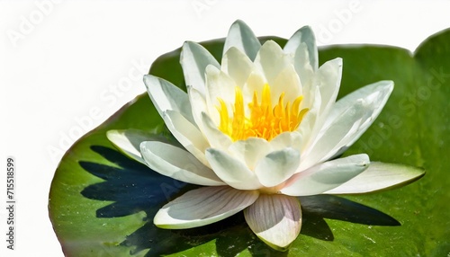 water lily