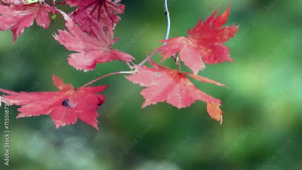autumn leaves that color autumn autumn leaves that color autumn