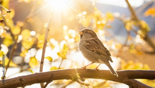 sparrow bird perched on tree branch house sparrow female songbird passer domesticus sitting singing on brown wood branch with yellow gold sunshine negative space background sparrow bird wildlife photo