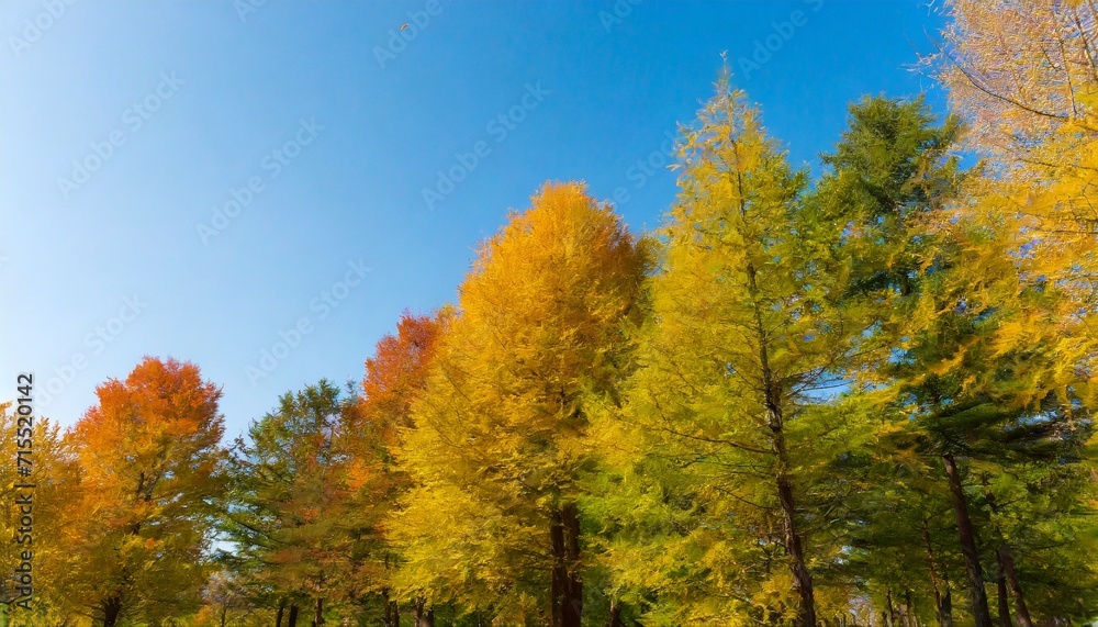 beautiful colors of autumn trees