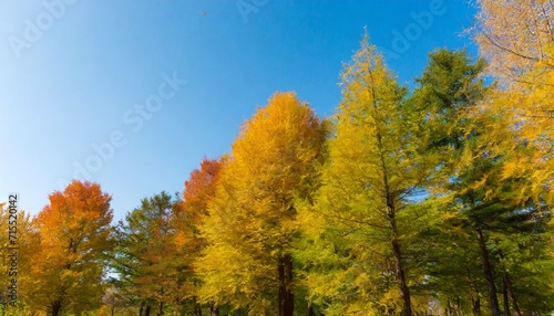 beautiful colors of autumn trees