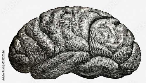human brain antique engraved illustration from brockhaus konversations lexikon 1908 photo