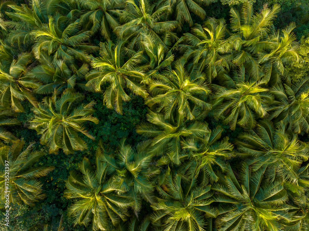 Top view of palm trees farm Top view of palm trees farm