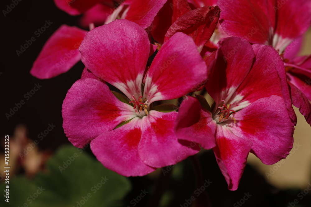 Scented-Leaved Geranium, flower Scented-Leaved Geranium, flower