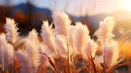 Close up of pampas grass plumes soft and fluffy on a field with sunshine. Generative AI