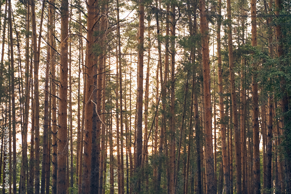 View of the summer coniferous forest with copy space. Tall brown pine trunks. View of the summer coniferous forest with copy space. Tall brown pine trunks.