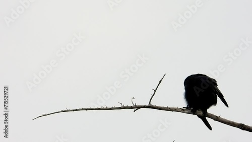 a black bird crow sitting in a tree in the forest