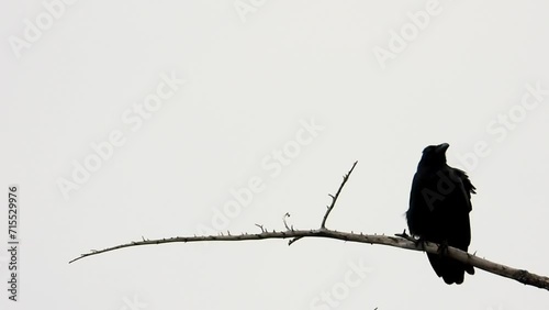 a black bird crow sitting in a tree in the forest