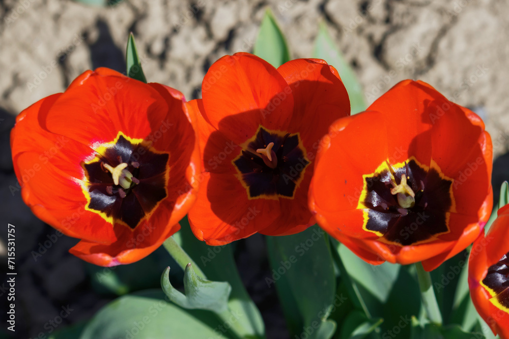 Fototapeta premium red tulip flowers blooming in the garden. closeup view from above. nature background in spring